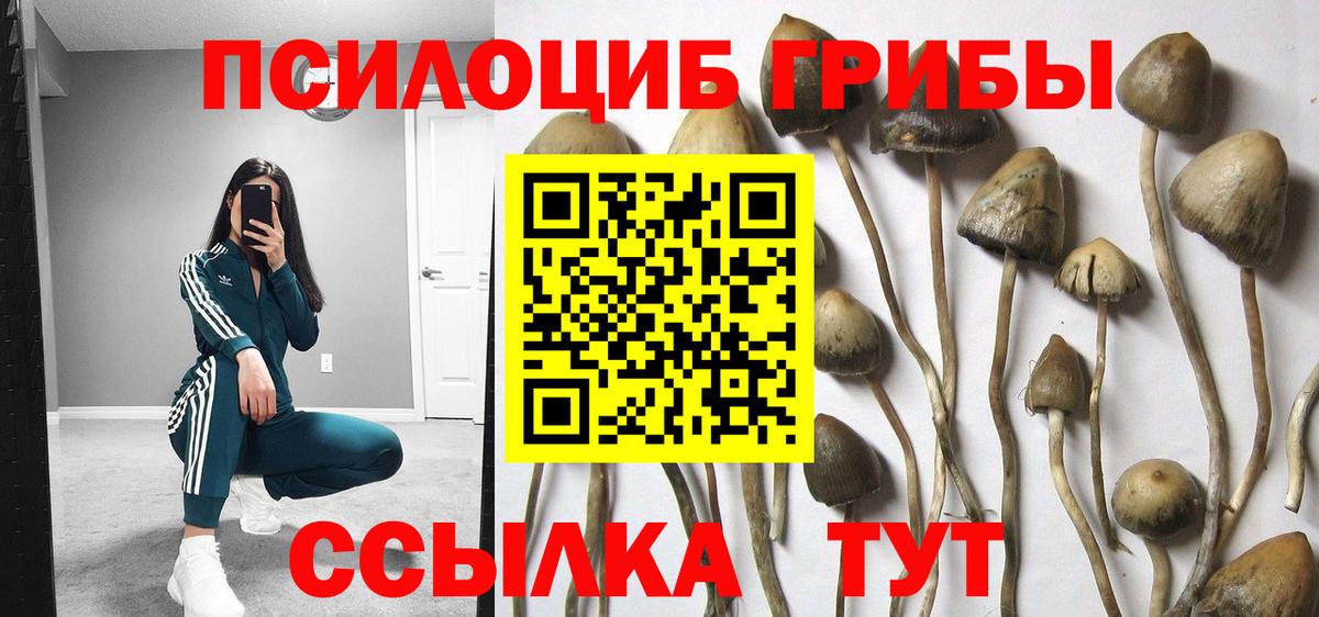 Псилоцибиновые грибы Psilocybe  хочу   Оренбург  Вход с VPN  Псилоцибиновые грибы Psilocybine cubensis 